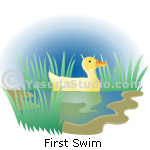 Duck, Swimming