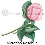 Victorian Rosebud