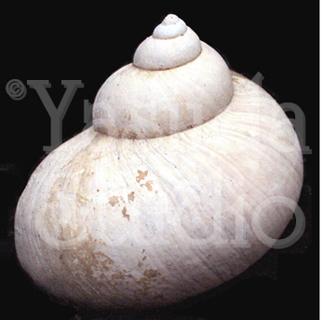 sea shell Photo
