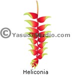 Heliconia Graphic