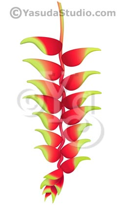 Heliconia