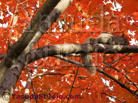 Squirrel in Autumn Photo