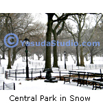 Snow in Central Park