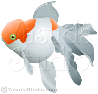 Ornamental Goldfish